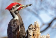 Woodpeckers - Varieties, Life Cycle and “Peck-tacular” Fun Facts: Science Kids Series