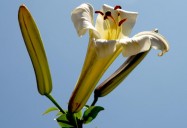 First Flower